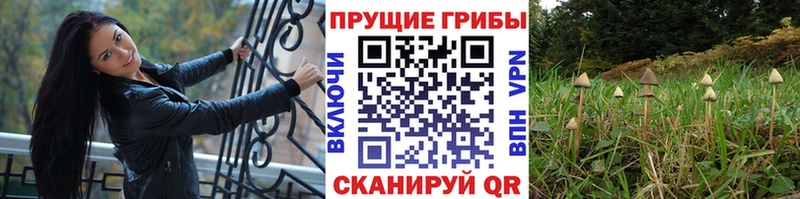 Псилоцибиновые грибы Psilocybine cubensis  shop состав  Москва 